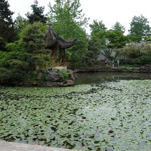 蓮の葉が美しい池