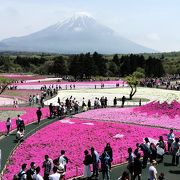 富士山と芝桜のダブル富士山は一見の価値あり