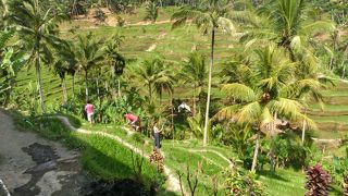 日本にはありふれた棚田です