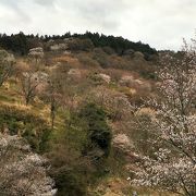 満開の桜