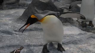 こちらも至近距離で