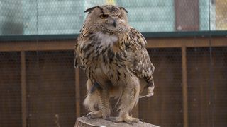 ふくろうとミミズク