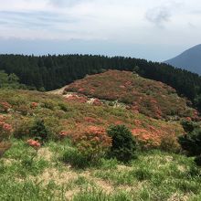 今年は咲くのが早いみたいです