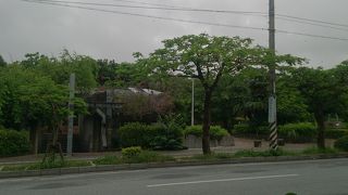 亜熱帯の木々が鬱蒼としています