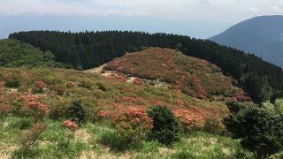 つつじの時期は平日でも観光客でいっぱい