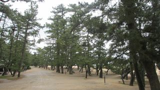 朝の散歩は最高です