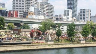 気高く咲き誇る多彩なバラ