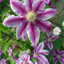 クレマチス