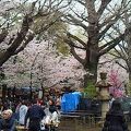 さくらまつり最終日 