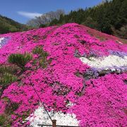 きれいな芝桜が一面に！