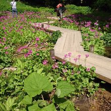 クリンソウの群落
