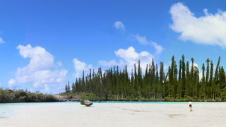 いろいろな種類の熱帯魚を数多くみることができます。