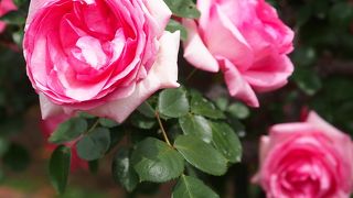 薔薇の花が見ごろでした