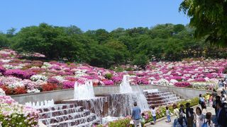 つつじ祭りの西山公園