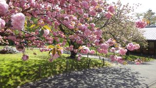 仏像も素晴らしいけれど桜も素晴らしい