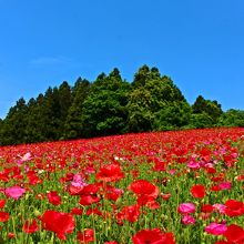 天空のお花畑