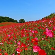 ポピーは赤だけでなくピンクの花も
