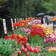 春の花チューリップが満開