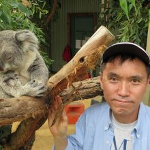 コアラと一緒に！