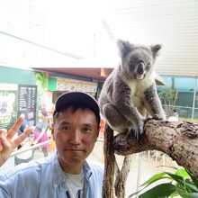 コアラと一緒に！