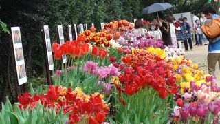 春の花チューリップが満開