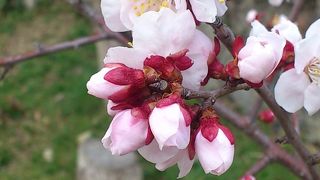 梅が所狭しと咲いています