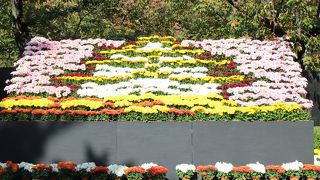 菊まつり開催期間