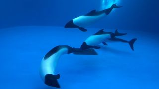 マリンピアを受け継ぐ水族館