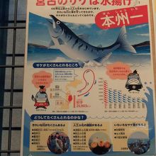 宮古は、鮭の水揚げ量が本州一だそうで、展示も様々。