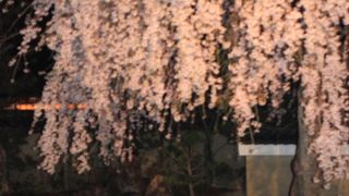 夜桜はよかったです