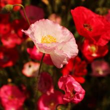 ポピーの花は和紙細工のように繊細