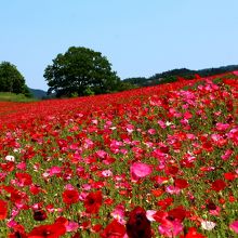 会場はそんなに広くはなく、さらっと見るだけなら30分