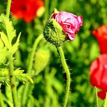 蕾が花開く様子は何となくエイリアン！？