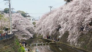 川沿いに見事な桜
