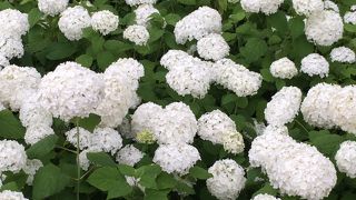 綺麗な花の数々が見られます。