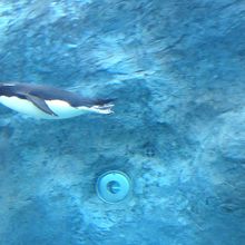 泳ぐペンギン