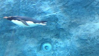 大人も楽しめる