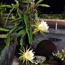 ドラゴンフルーツの花 By Kawaseda 名護曲レストランのクチコミ フォートラベル ドラゴンフルーツの花 By Kawaseda 名護曲レストランのクチコミ フォートラベル