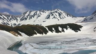 みくりが池周遊散策で雷鳥の つがい に会う！