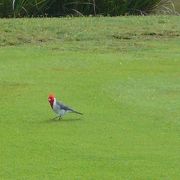 日本とは一味違う環境でプレーできます。