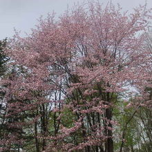 同じ山の中の桜でも日当たりにより見頃が微妙に変わります