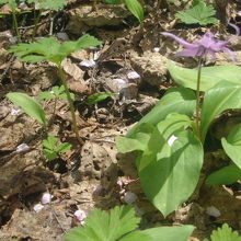カタクリの花も是非開花時期に探してみて下さい