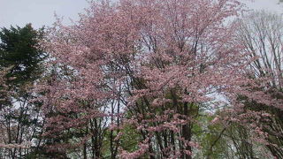 2016年の桜はあっという間でした