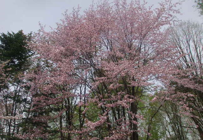 2016年の桜はあっという間でした