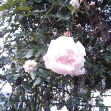 咲いていたキレイな薔薇