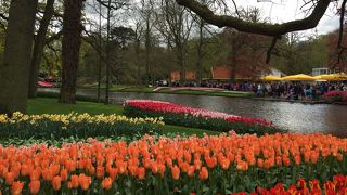 春のオランダの最大の楽しみキューケンホフ！