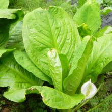 木道の両側に、つやつやとしたミズバショウ。