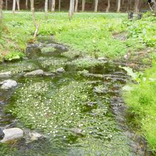 かわいい白いバイカモがゆらゆらと。10月まで咲くそうです。