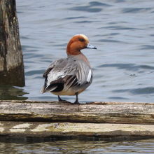 ヒドリガモ♂です。