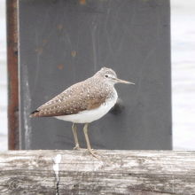 クサシギです。